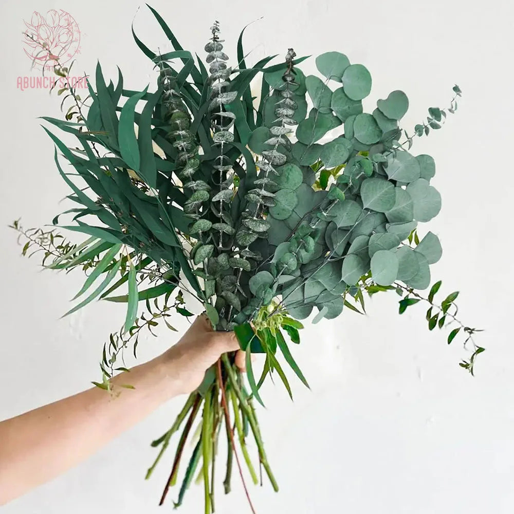 Dried Flowers Fresh Eucalyptus Leaves Green Plants for Shower Bundle Natural Eucalyptus Greenery Branches Vase Home Decoration